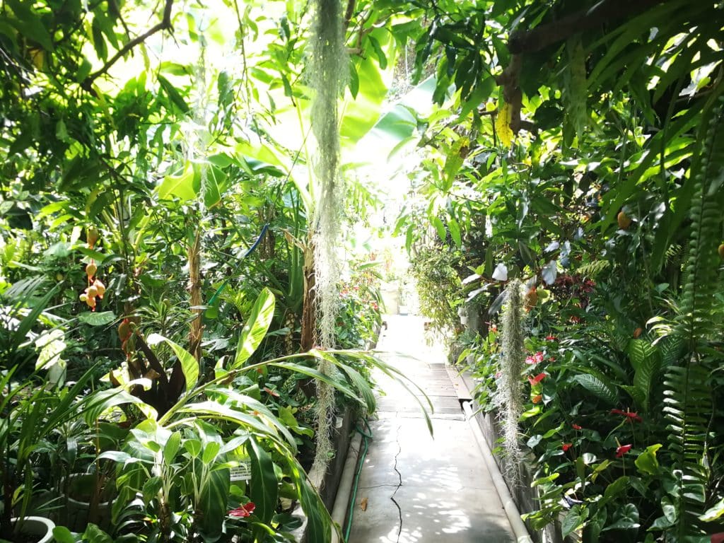 下賀茂熱帯植物園