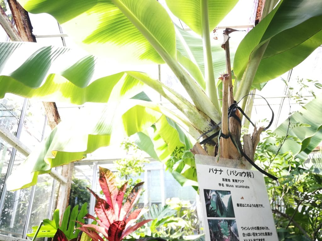 下賀茂熱帯植物園のバナナ